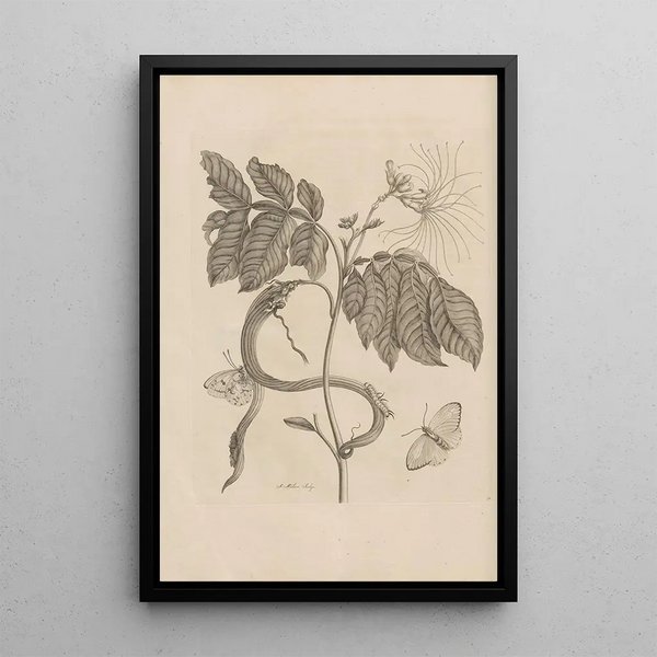 Dissertatio de generatione et metamorphoses des insectes surinamens Pl51 - Maria Sibylla Merian — inramlat konstverk på väggen