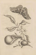 Dissertatio de generatione et metamorphoses des insectes surinamens Pl52 - Maria Sibylla Merian — vy av konstverket