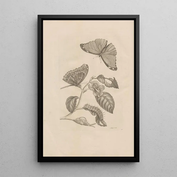 Dissertatio de generatione et metamorphoses des insectes surinamens Pl53 - Maria Sibylla Merian — inramlat konstverk på väggen