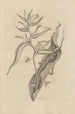Dissertatio de generatione et metamorphoses des insectes surinamens Pl54 - Maria Sibylla Merian — vy av konstverket