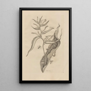 Maria Sibylla Merian - Dissertatio de generatione et metamorphosibus insectorum surinamensium Pl54.webp