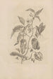 Dissertatio de generatione et metamorphoses des insectes surinamens Pl55 - Maria Sibylla Merian — vy av konstverket