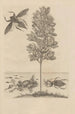 Dissertatio de generatione et metamorphoses des insectes surinamens Pl56 - Maria Sibylla Merian — vy av konstverket