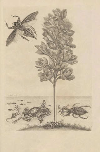 Maria Sibylla Merian - Dissertatio de generatione et metamorphosibus insectorum surinamensium Pl56.webp