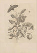 Dissertatio de generatione et metamorphoses des insectes surinamens Pl57 - Maria Sibylla Merian — vy av konstverket
