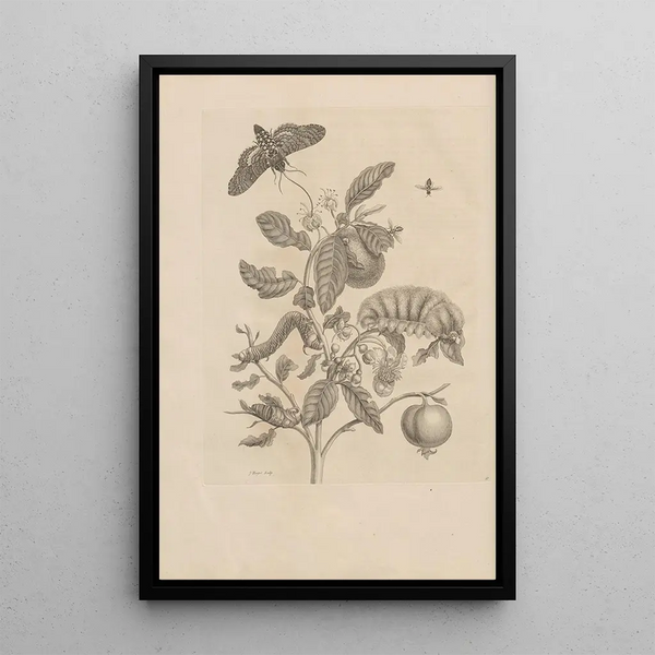 Maria Sibylla Merian - Dissertatio de generatione et metamorphosibus insectorum surinamensium Pl57.webp