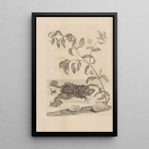 Maria Sibylla Merian - Dissertatio de generatione et metamorphosibus insectorum surinamensium Pl59.webp