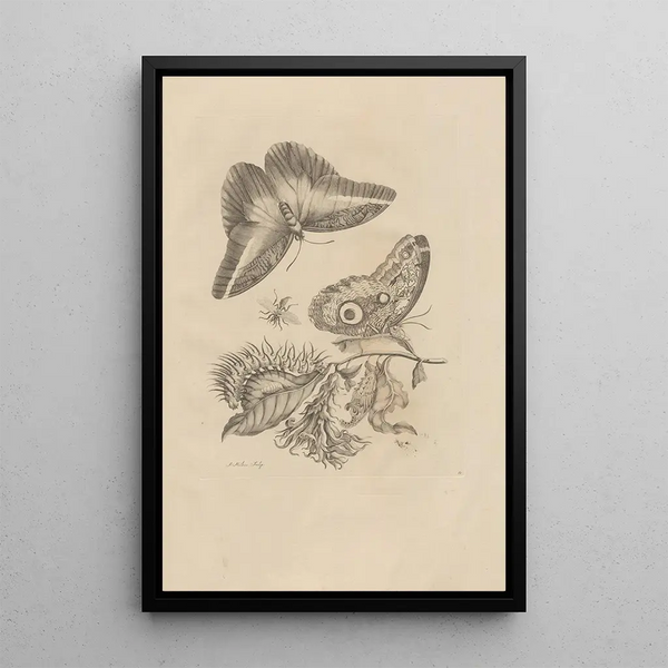 Maria Sibylla Merian - Dissertatio de generatione et metamorphosibus insectorum surinamensium Pl60.webp