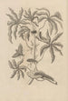 Dissertatio de generatione et metamorphoses des insectes surinamens Pl61 - Maria Sibylla Merian — vy av konstverket