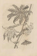 Dissertatio de generatione et metamorphoses des insectes surinamens Pl62 - Maria Sibylla Merian — vy av konstverket