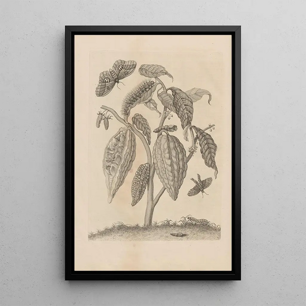 Maria Sibylla Merian - Dissertatio de generatione et metamorphosibus insectorum surinamensium Pl63.webp