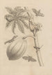 Dissertatio de generatione et metamorphoses des insectes surinamens Pl64 - Maria Sibylla Merian — vy av konstverket