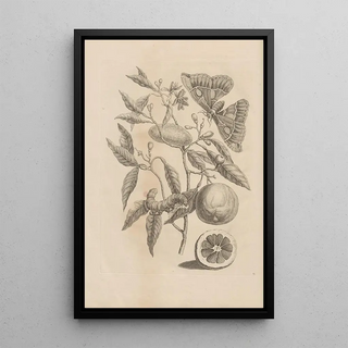 Maria Sibylla Merian - Dissertatio de generatione et metamorphosibus insectorum surinamensium Pl65.webp