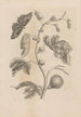 Dissertatio de generatione et metamorphoses des insectes surinamens Pl67 - Maria Sibylla Merian — vy av konstverket