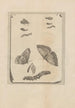 Dissertatio de generatione et metamorphoses des insectes surinamens Pl68 - Maria Sibylla Merian — vy av konstverket