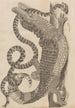 Dissertatio de generatione et metamorphoses des insectes surinamens Pl69 - Maria Sibylla Merian — vy av konstverket