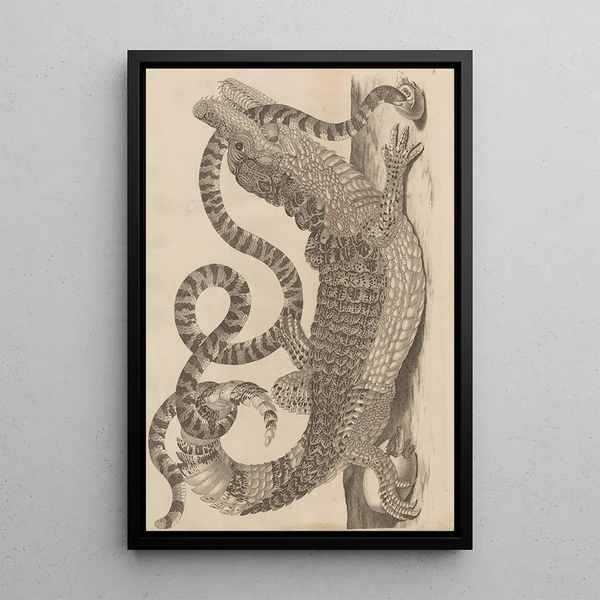 Maria Sibylla Merian - Dissertatio de generatione et metamorphosibus insectorum surinamensium Pl69.webp