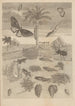 Dissertatio de generatione et metamorphosibus insectorum surinamensium Pl72 - Maria Sibylla Merian — vy av konstverket