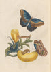 Dissertation sur la génération et les transformations des insectes de Surinam Pl05 - Maria Sibylla Merian — vy av konstverket