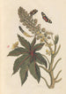 Dissertation sur la génération et les transformations des insectes de Surinam Pl06 - Maria Sibylla Merian — vy av konstverket