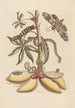 Dissertation sur la génération et les transformations des insectes de Surinam Pl07 - Maria Sibylla Merian — vy av konstverket