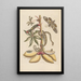 Dissertation sur la génération et les transformations des insectes de Surinam Pl07 - Maria Sibylla Merian — inramlat konstverk på väggen