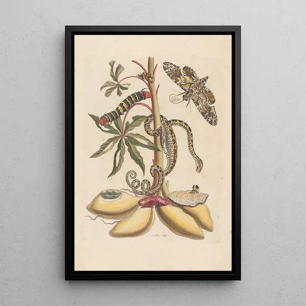 Maria Sibylla Merian - Dissertation sur la generation et les transformations des insectes de Surinam Pl07.webp
