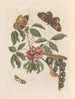 Dissertation sur la génération et les transformations des insectes de Surinam Pl08 - Maria Sibylla Merian — vy av konstverket