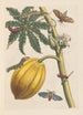 Dissertation sur la génération et les transformations des insectes de Surinam Pl09 - Maria Sibylla Merian — vy av konstverket