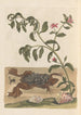Dissertation sur la génération et les transformations des insectes de Surinam Pl13 - Maria Sibylla Merian — vy av konstverket