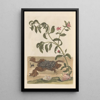 Maria Sibylla Merian - Dissertation sur la generation et les transformations des insectes de Surinam Pl13.webp