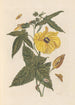 Dissertation sur la génération et les transformations des insectes de Surinam Pl20 - Maria Sibylla Merian — vy av konstverket