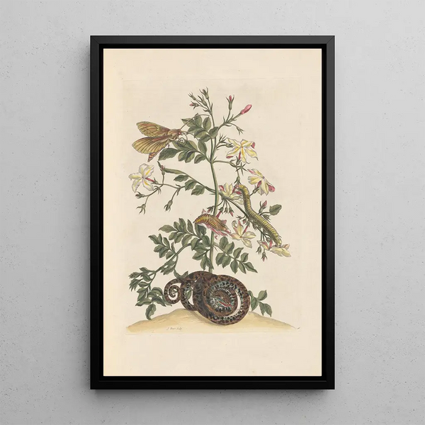 Maria Sibylla Merian - Dissertation sur la generation et les transformations des insectes de Surinam Pl22.webp