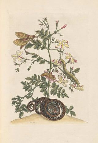 Maria Sibylla Merian - Dissertation sur la generation et les transformations des insectes de Surinam Pl22.webp