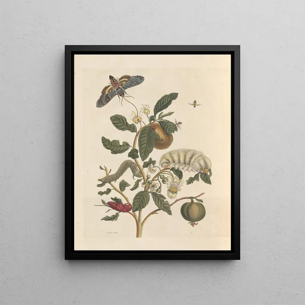 Maria Sibylla Merian - Dissertation sur la generation et les transformations des insectes de Surinam Pl26.webp