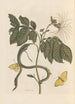 Dissertation sur la génération et les transformations des insectes de Surinam Pl28 - Maria Sibylla Merian — vy av konstverket