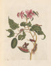 Dissertation sur la génération et les transformations des insectes de Surinam Pl29 - Maria Sibylla Merian — vy av konstverket