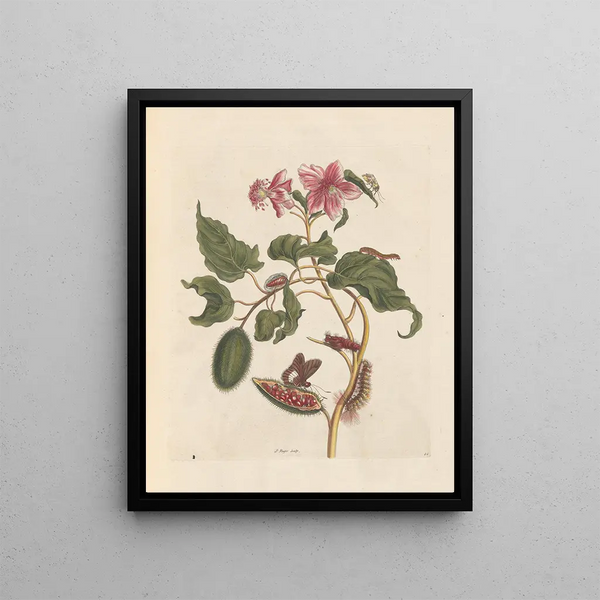 Maria Sibylla Merian - Dissertation sur la generation et les transformations des insectes de Surinam Pl29.webp
