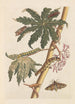 Dissertation sur la génération et les transformations des insectes de Surinam Pl30 - Maria Sibylla Merian — vy av konstverket