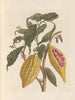 Dissertation sur la génération et les transformations des insectes de Surinam Pl33 - Maria Sibylla Merian — vy av konstverket