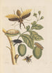Dissertation sur la génération et les transformations des insectes de Surinam Pl35 - Maria Sibylla Merian — vy av konstverket