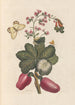 Dissertation sur la génération et les transformations des insectes de Surinam Pl36 - Maria Sibylla Merian — vy av konstverket