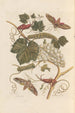 Dissertation sur la génération et les transformations des insectes de Surinam Pl37 - Maria Sibylla Merian — vy av konstverket