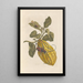 Dissertation sur la génération et les transformations des insectes de Surinam Pl40 - Maria Sibylla Merian — inramlat konstverk på väggen