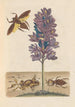 Dissertation sur la génération et les transformations des insectes de Surinam Pl41 - Maria Sibylla Merian — vy av konstverket