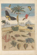 Dissertation sur la génération et les transformations des insectes de Surinam Pl43 - Maria Sibylla Merian — vy av konstverket