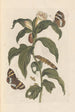 Dissertation sur la génération et les transformations des insectes de Surinam Pl44 - Maria Sibylla Merian — vy av konstverket