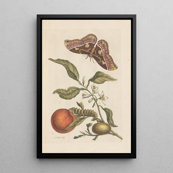 Maria Sibylla Merian - Dissertation sur la generation et les transformations des insectes de Surinam Pl46.webp