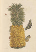 Dissertation sur la génération et les transformations des insectes de Surinam Pl52 - Maria Sibylla Merian — vy av konstverket