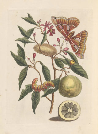 Maria Sibylla Merian - Dissertation sur la generation et les transformations des insectes de Surinam Pl53.webp